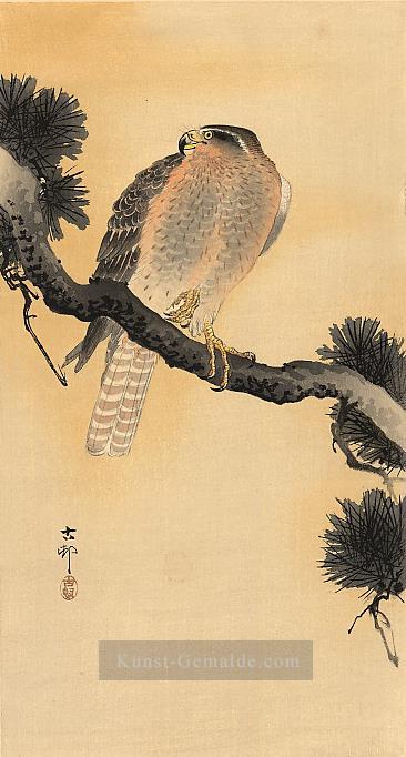 Falke auf einem Zweig Ohara Koson Shin Hanga Ölgemälde
